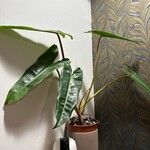 Philodendron billietiae Hoja