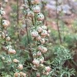 Artemisia albaFlower