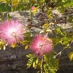 Calliandra surinamensis Feuille