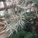 Tillandsia albida Leaf