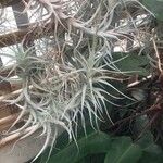 Tillandsia albida Frunză