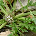 Lepidium squamatum Hábito