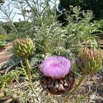 Cynara scolymus ഇല