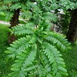 Gleditsia japonica Fuelha