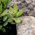 Baccharis alpina Leaf