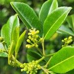 Zanthoxylum asiaticum फूल