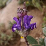 Salvia phlomoides Fleur