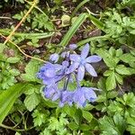 Hyacinthoides italica फूल