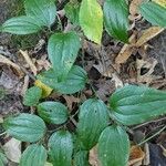 Smilax tamnoides Leaf