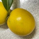 Pouteria caimito Fruit