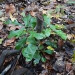 Quercus nigra Habit