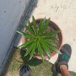 Pachypodium lamereiLevél