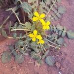 Raffenaldia primuloides Flower