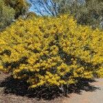 Acacia notabilis عادت داشتن