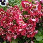 Schizanthus pinnatus Fleur