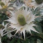 Eryngium giganteum Blüte