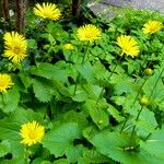 Doronicum columnae Hábito
