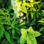 Clematis virginiana Leaf