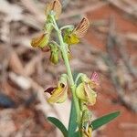 Crotalaria lanceolata Blodyn