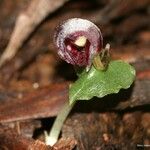 Corybas neocaledonicus Çiçek