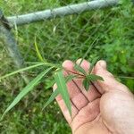 Salix × pendulinaLeaf