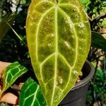 Anthurium crystallinum List