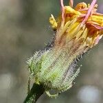 Crepis foetida Kukka