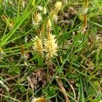 Carex caryophyllea Bloem