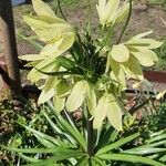 Fritillaria imperialisBlomma