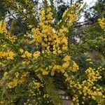 Acacia paradoxa Flower