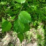 Betula alleghaniensis List