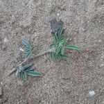 Indigofera senegalensis Leaf