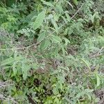 Indigofera oblongifolia Агульны выгляд