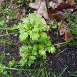 Mauranthemum paludosum Fuelha