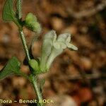 Scutellaria albida その他の提案