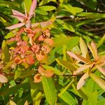 Euphorbia griffithii Flor