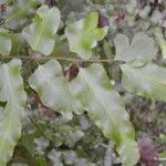 Lygodium reticulatum Leaf
