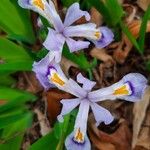 Iris verna Kvet