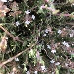 Thymus zygis Flower