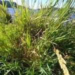 Phalaris arundinacea Feuille