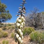 Yucca harrimaniae Fiore