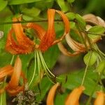 Lilium henryi Flor