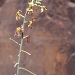 Matthiola maroccana Kukka