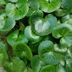 Asarum caudatum ᱥᱟᱠᱟᱢ