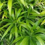 Dracaena angustifolia برگ