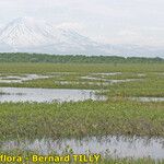 Myrica gale Habit