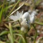 Allium pendulinum ᱵᱟᱦᱟ