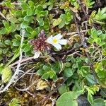 Euphrasia salisburgensis Flower