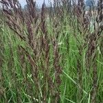 Calamagrostis canescens পাতা