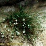 Minuartia setacea Hábito